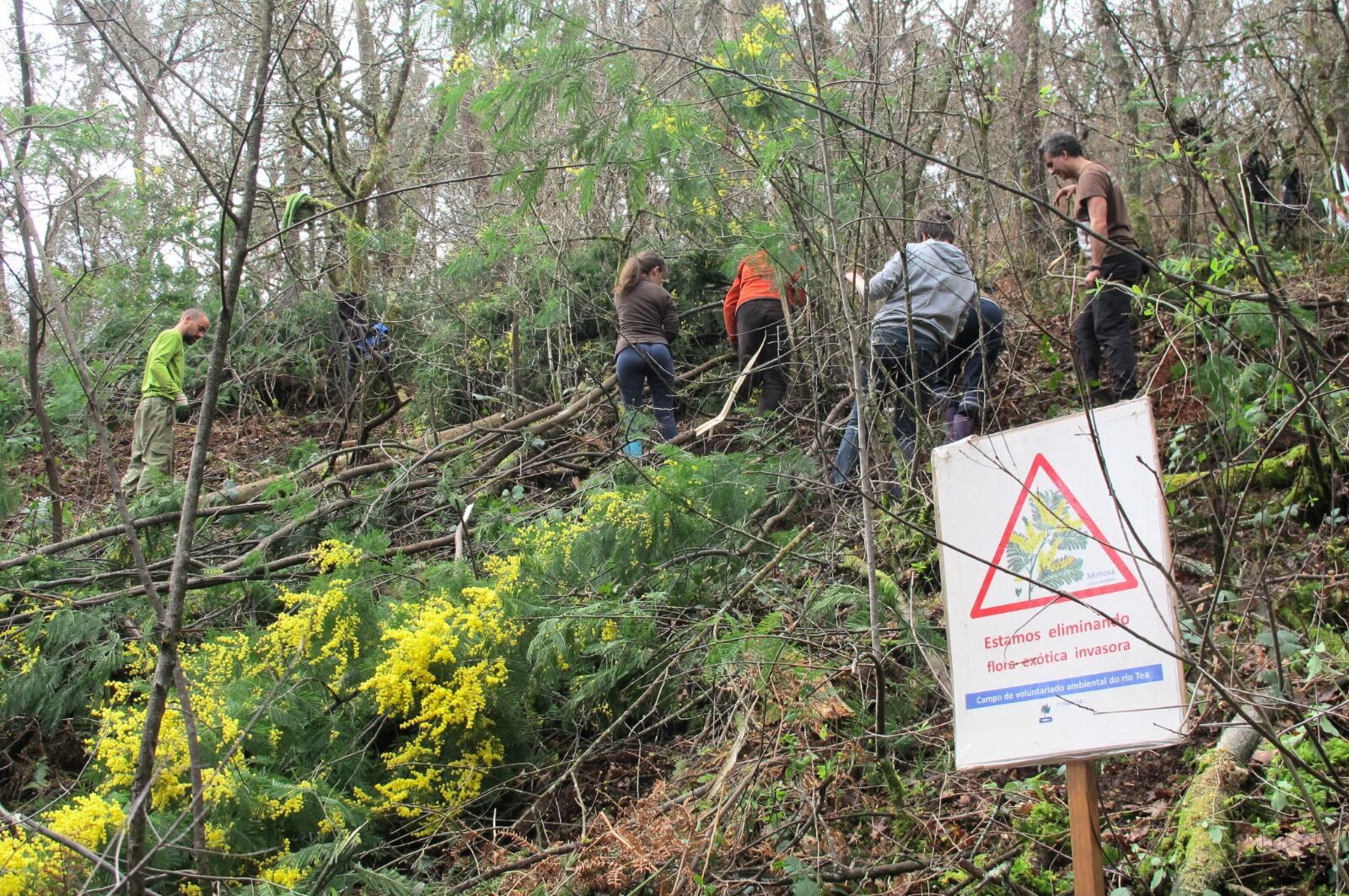 Voluntariado realizando una limpieza en los márgenes del río Tea