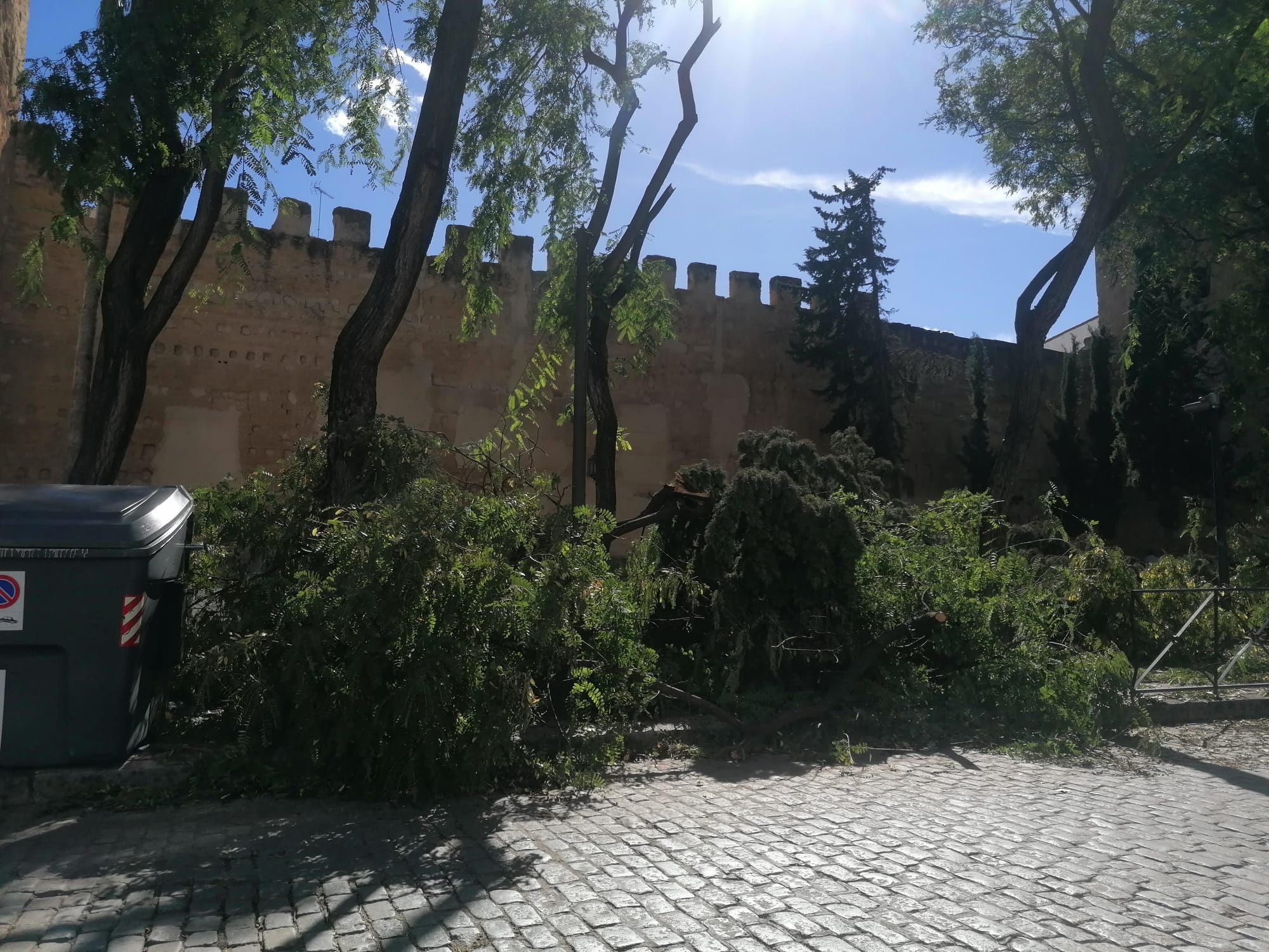 Restos de árboles en la calle Ancha de Jerez