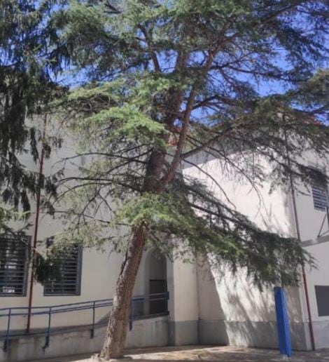 Estado en el que quedó el árbol tras la tormenta