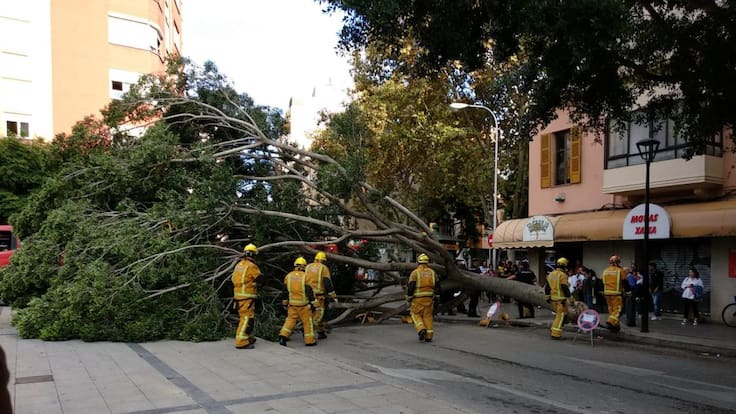 Punto de Mira Responde a la tala de árboles de plaza Pere Garau