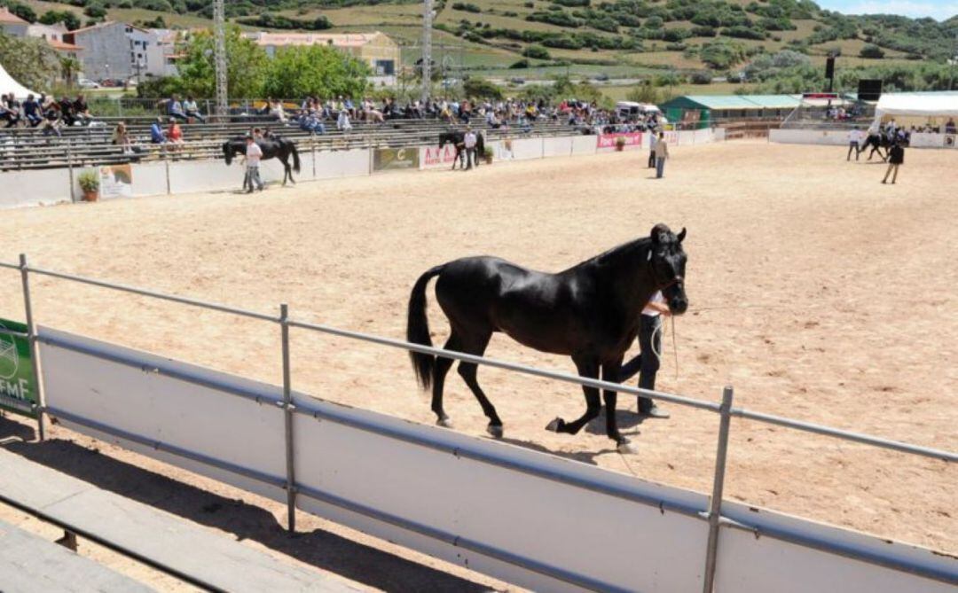 La Fira del Cavall de Raça Menorquina tindrà 112 animals a concurs.