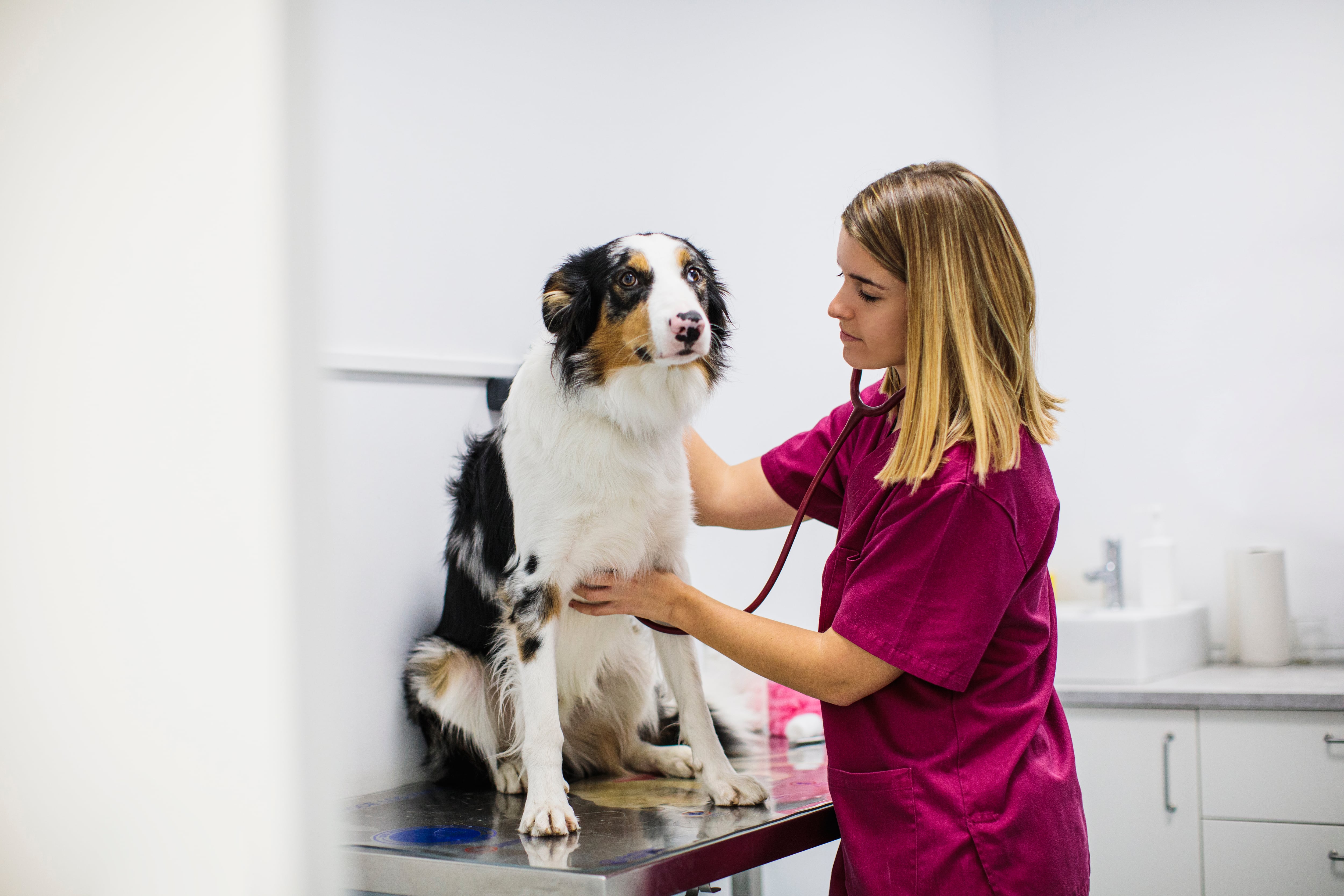 Una veterinaria examina a un perro