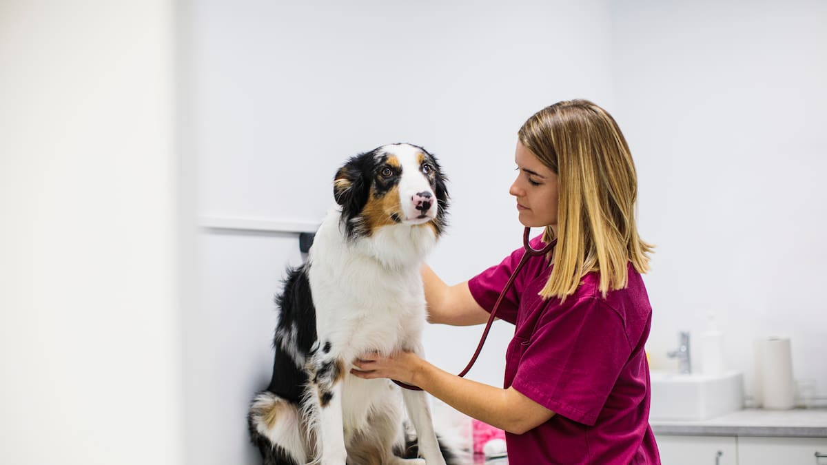 Los veterinarios de Alicante advierten de que las malas condiciones laborales han provocado ya una tasa de abandono del 30%