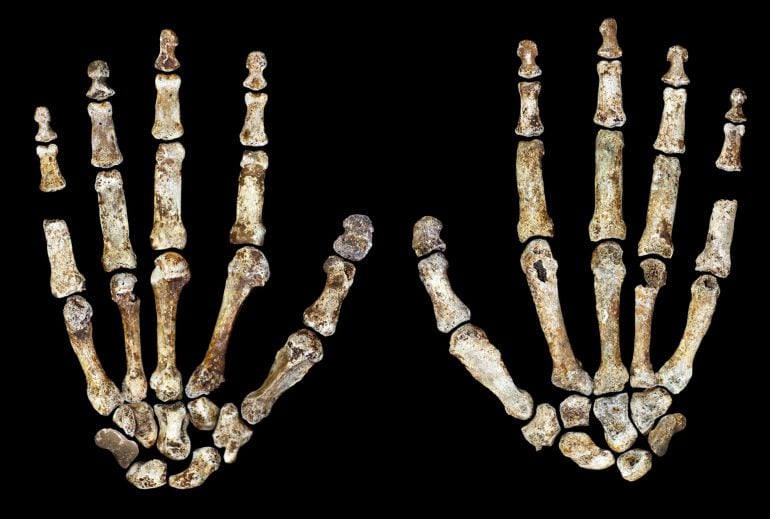 Fósiles de dos manos de la nueva especie de homínido, el Homo naledi,  encontrada en una cueva de Sudáfrica.