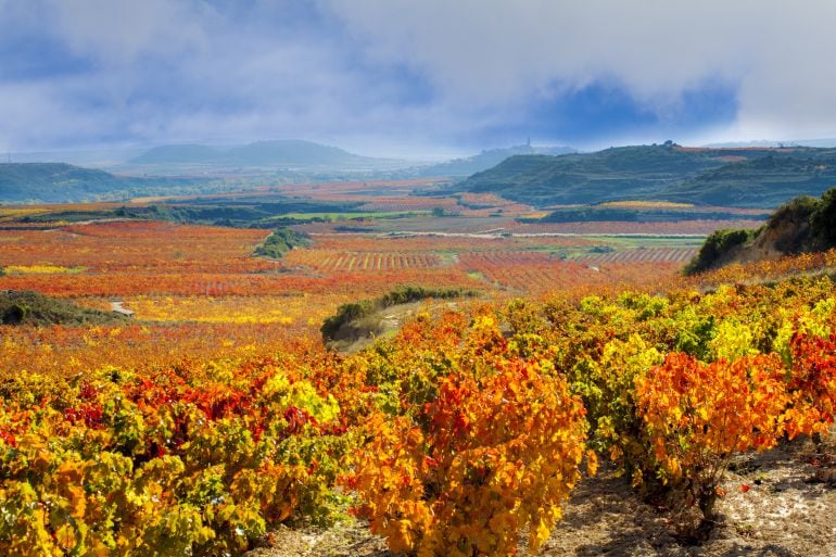 Viñas en La Rioja.