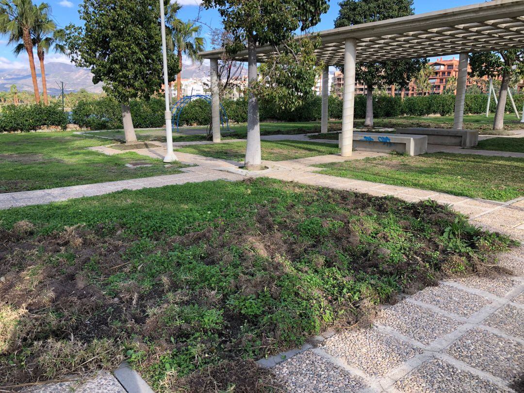 Daños provocados por la presencia de jabalíes en el césped del parque &quot;Severiano Ballesteros&quot; de Playa Granada de Motril