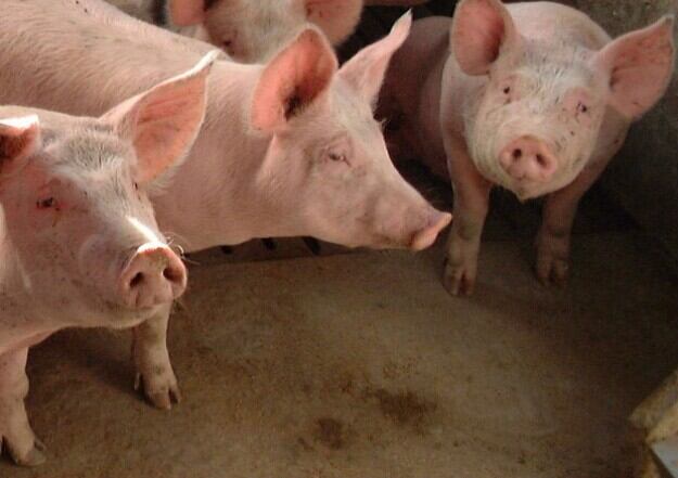 El impacto económico del porcino en Segovia va más allá de la producción directa