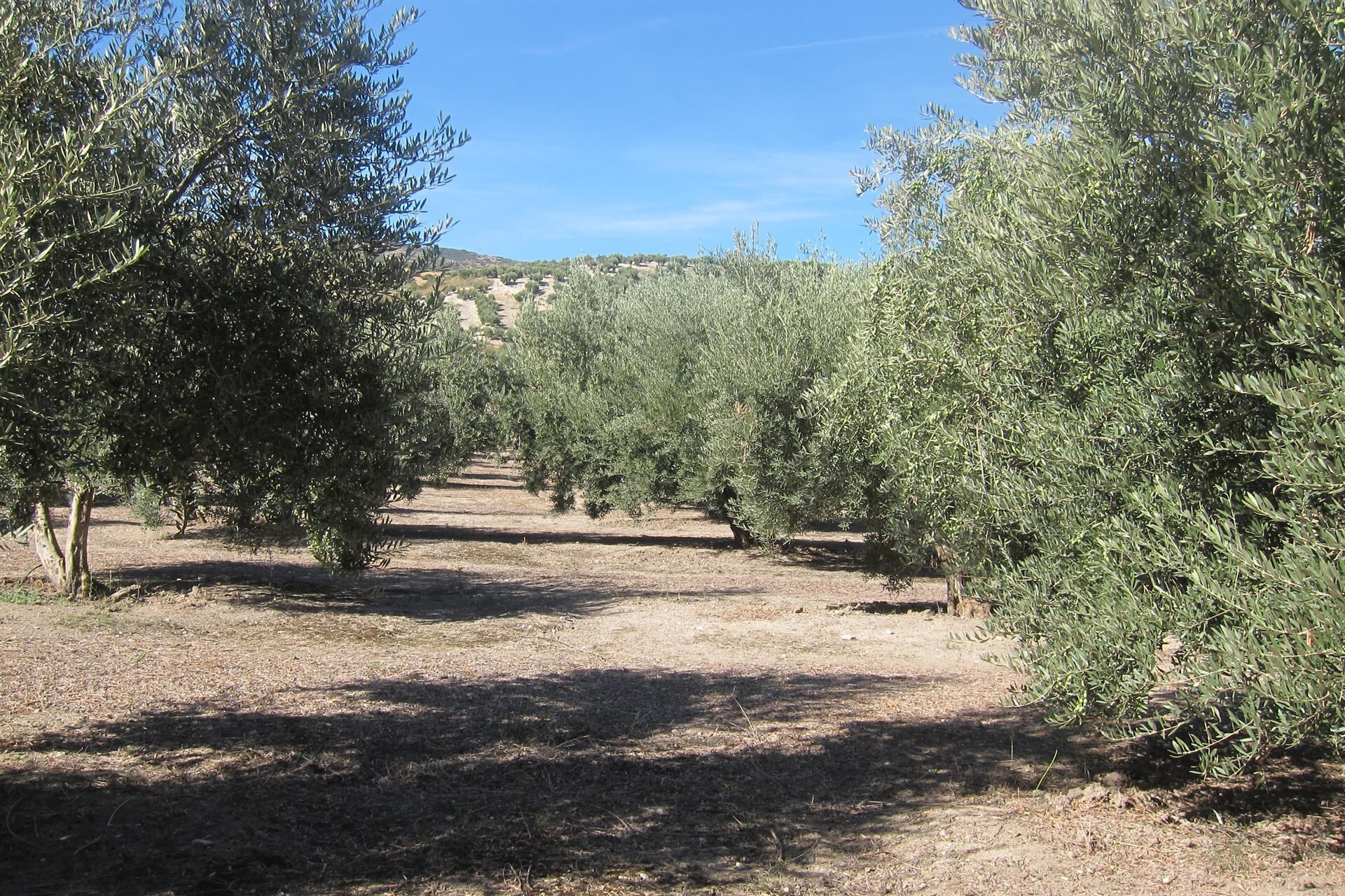 Olivar de Jaén, imagen de archivo