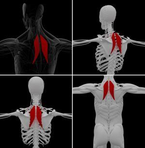 Situación del romboides en el cuerpo humano