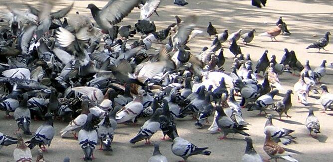 Coloms a la Plaça de Catalunya de Barcelona