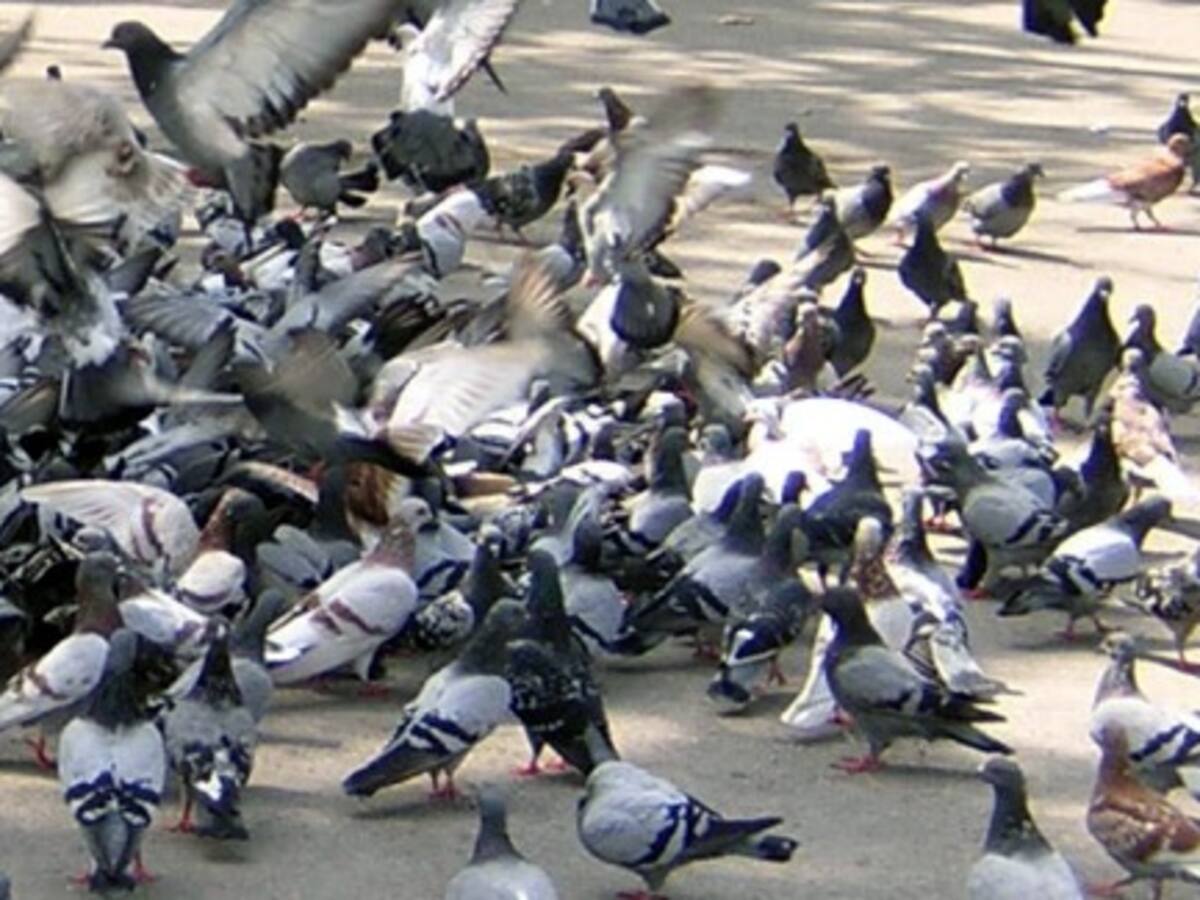 Plaga de coloms a granges de vaques