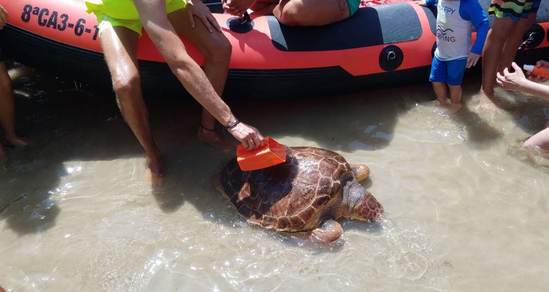 Socorristas mantienen hidratado al ejemplar llegado hoy a Cádiz