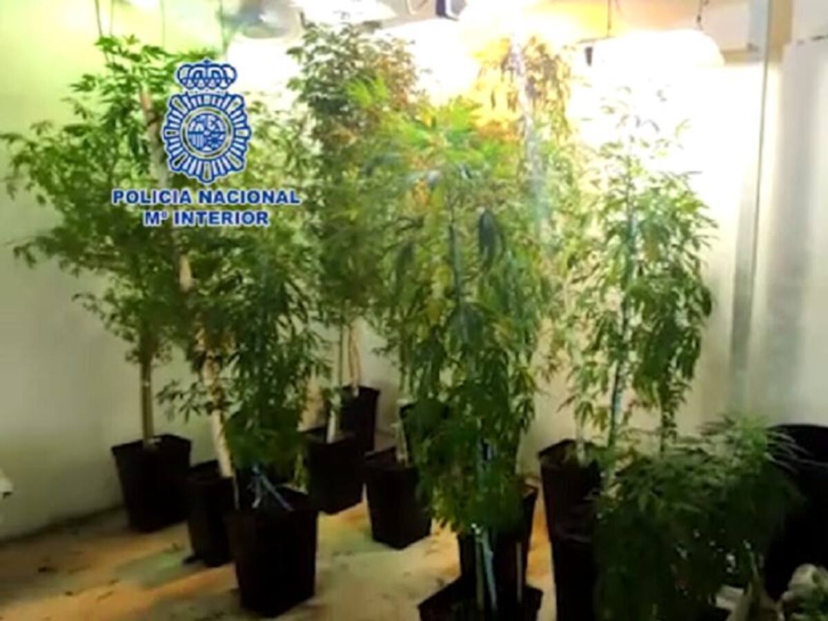 Desarticulada en La Línea una organización dedicada al cultivo y distribución de marihuana