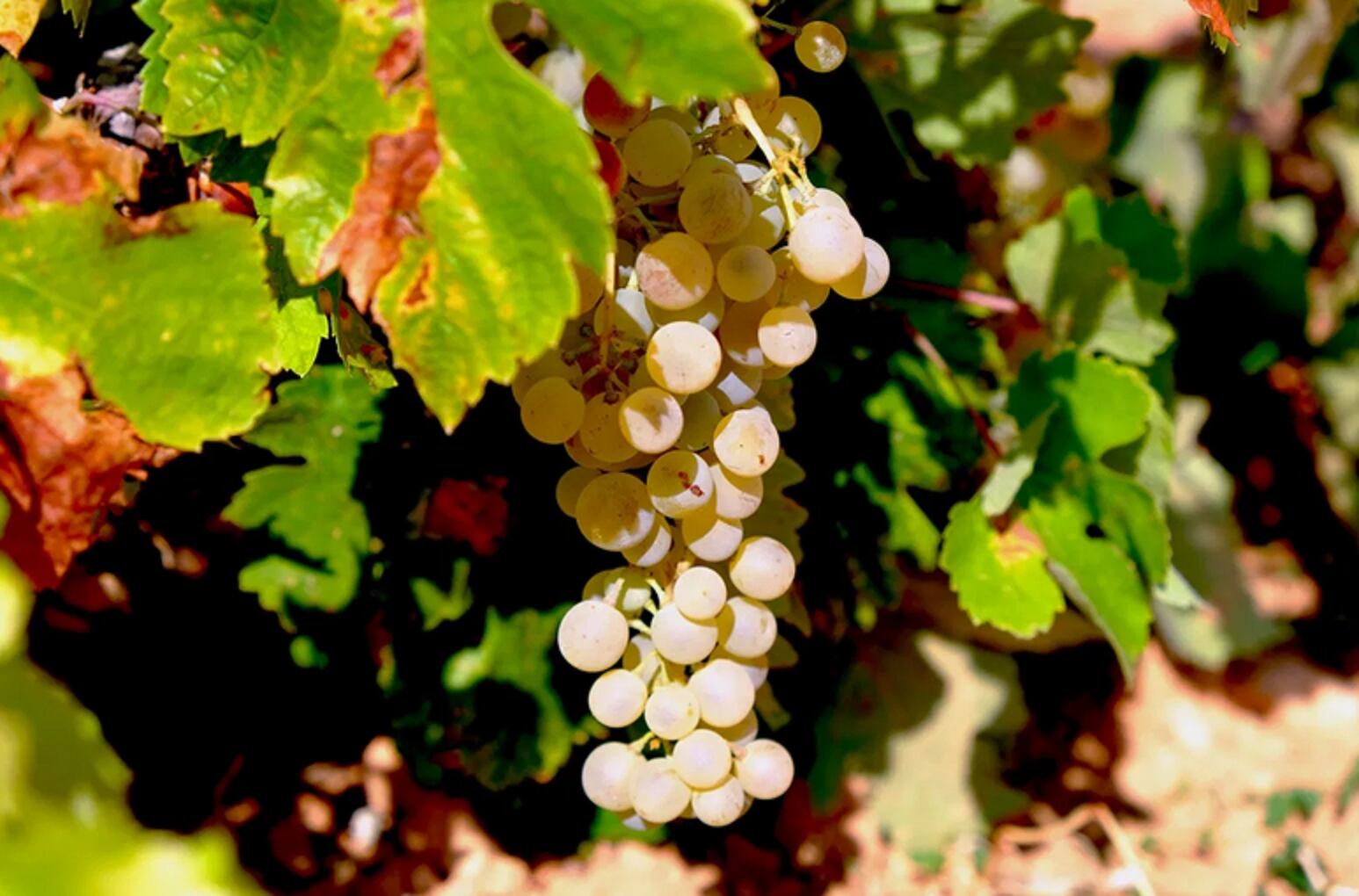 Uva blanca airén, variedad extendida en La Mancha