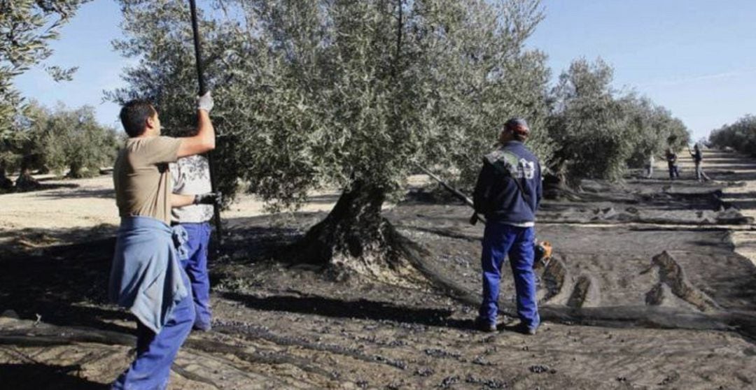 A partir de estas fechas se generaliza la recogida de la aceituna en la provincia de Cuenca.