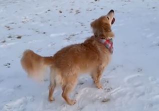 El perro en el vídeo que se ha viralizado