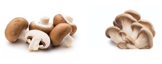 Setas Meli SL cultiva distintas variedades de setas y hongos.