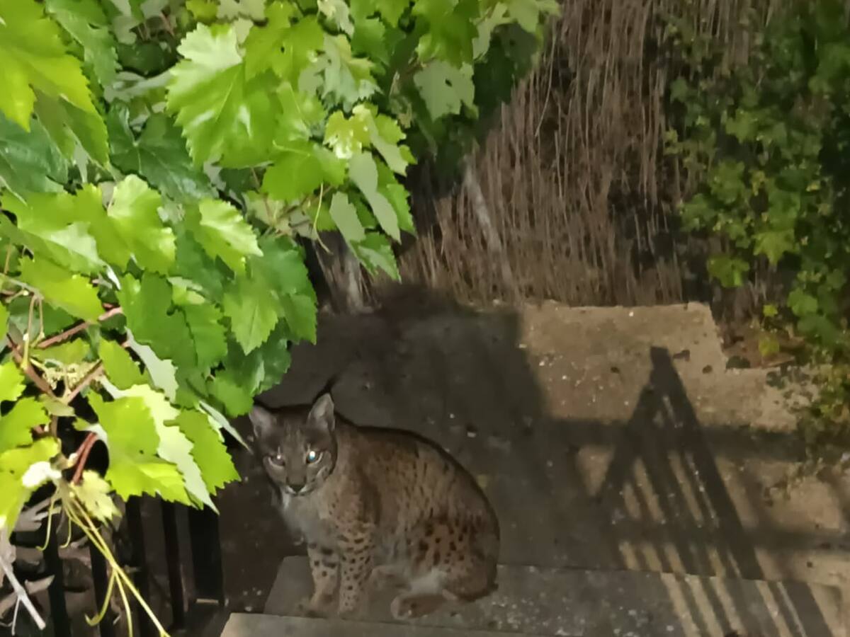 De la expectación a la preocupación: un lince ibérico campa a sus anchas por un pueblo de La Jara y mata a gallinas y gatos