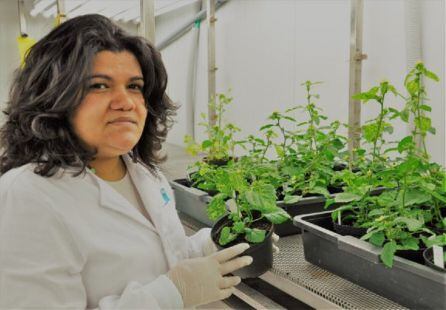 Elvira Fiallo, investigadora del Instituto de Hortofruticultura Subtropical y Mediterránea “La Mayora”