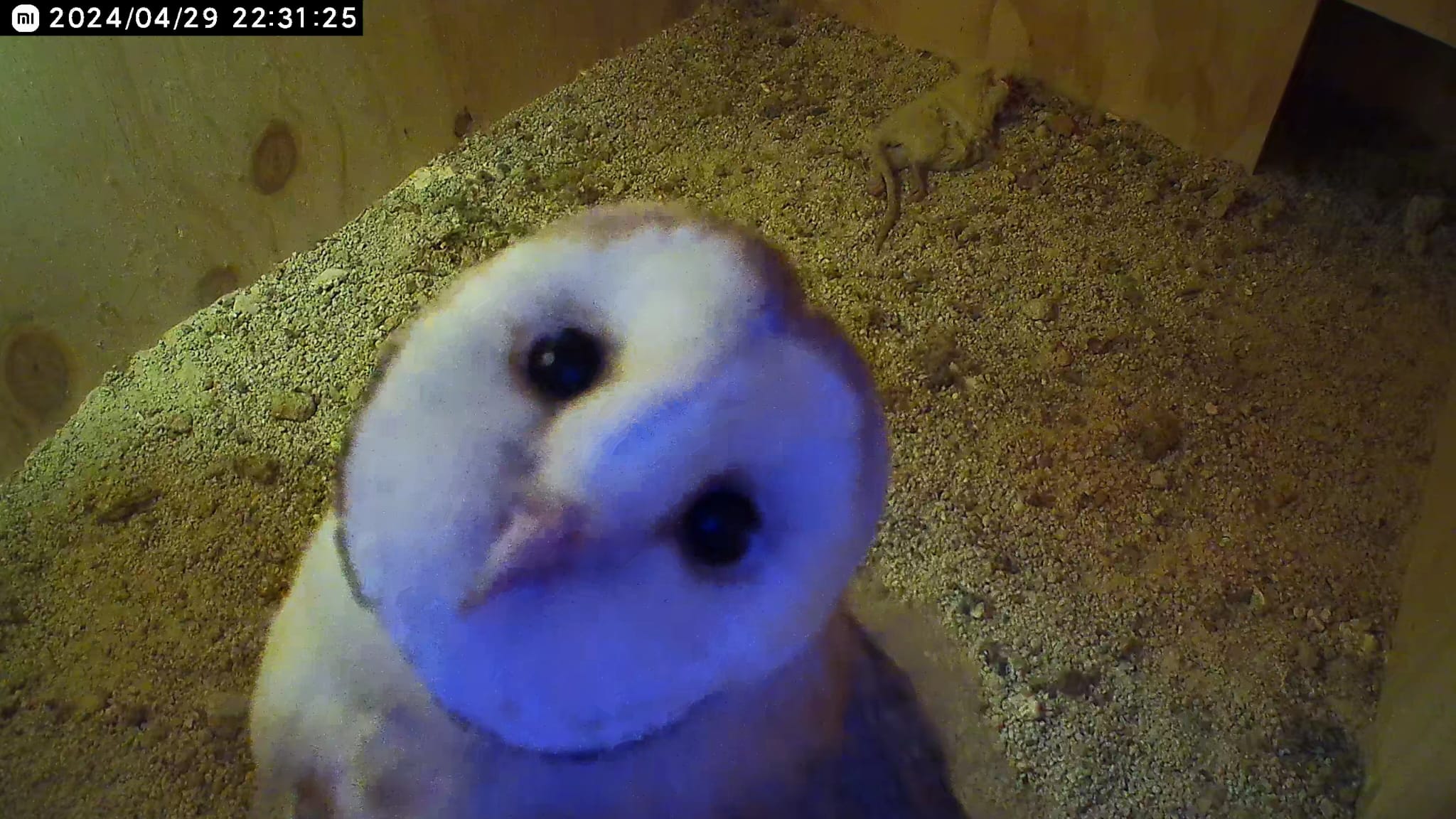 La cría que crece en Alpandeire (Málaga)