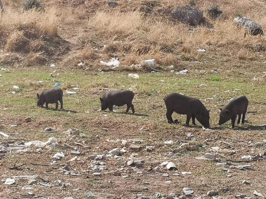 Cerdos vietnamitas en las inmediaciones de zonas residenciales de Algeciras