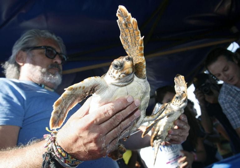 GRA330. ELCHE (ALICANTE), 14/09/2015.- Veinticinco crías de tortuga boba, especie en peligro de extinción, y una adulta han sido liberadas en una playa de Elche (Alicante) en una iniciativa de recuperación y conservación que incluye el seguimiento de algu