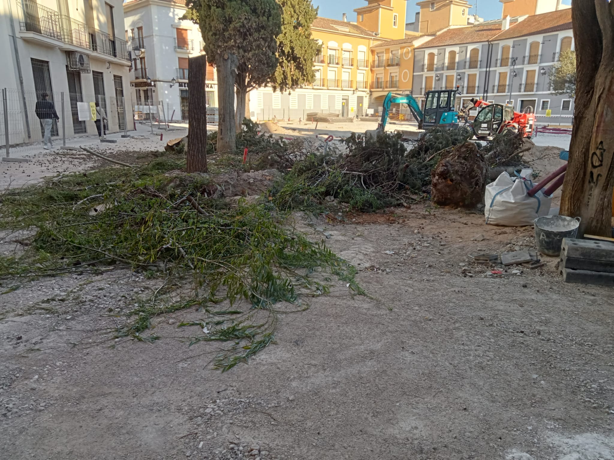 Arboles talados en la Plaza