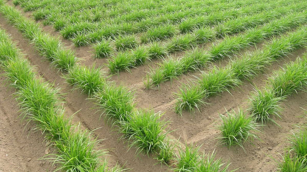 Carles Peris (Unió Llauradora): "És una disminució acumulada superior al 15%"