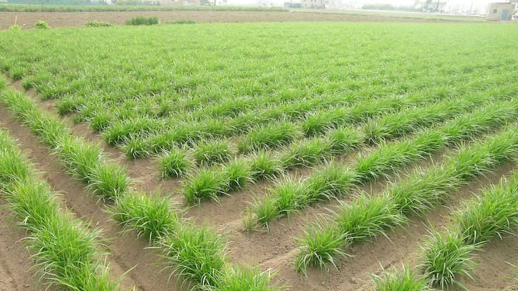 Carles Peris (Unió Llauradora): "És una disminució acumulada superior al 15%"