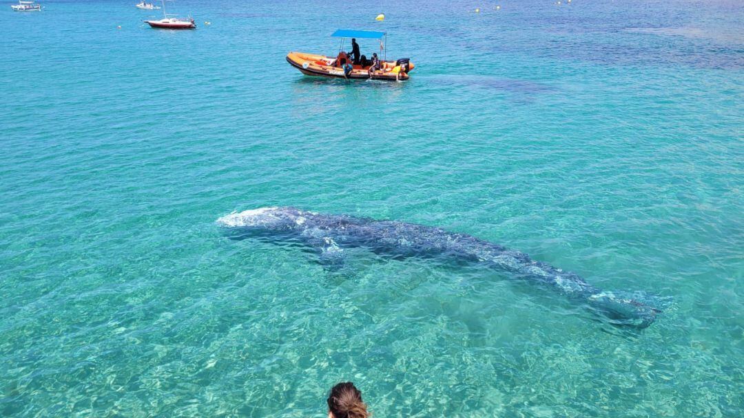 Ballena gris en la zona de Calvià (Mallorca).