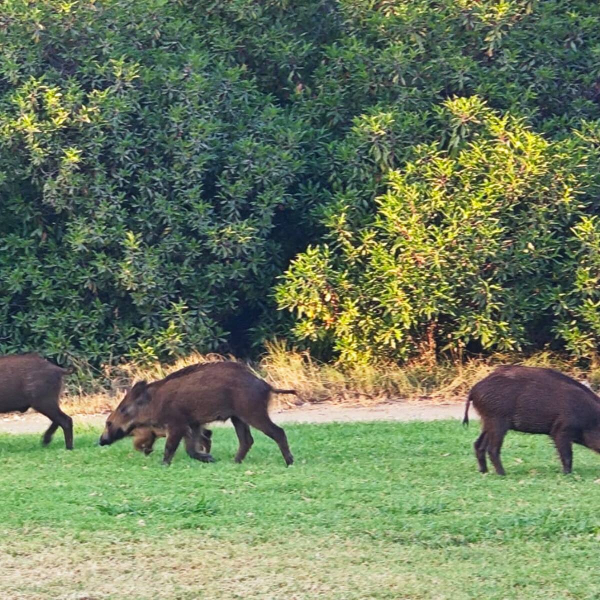 Hábitat alerta contra "habituación" de los jabalíes a entornos urbanos