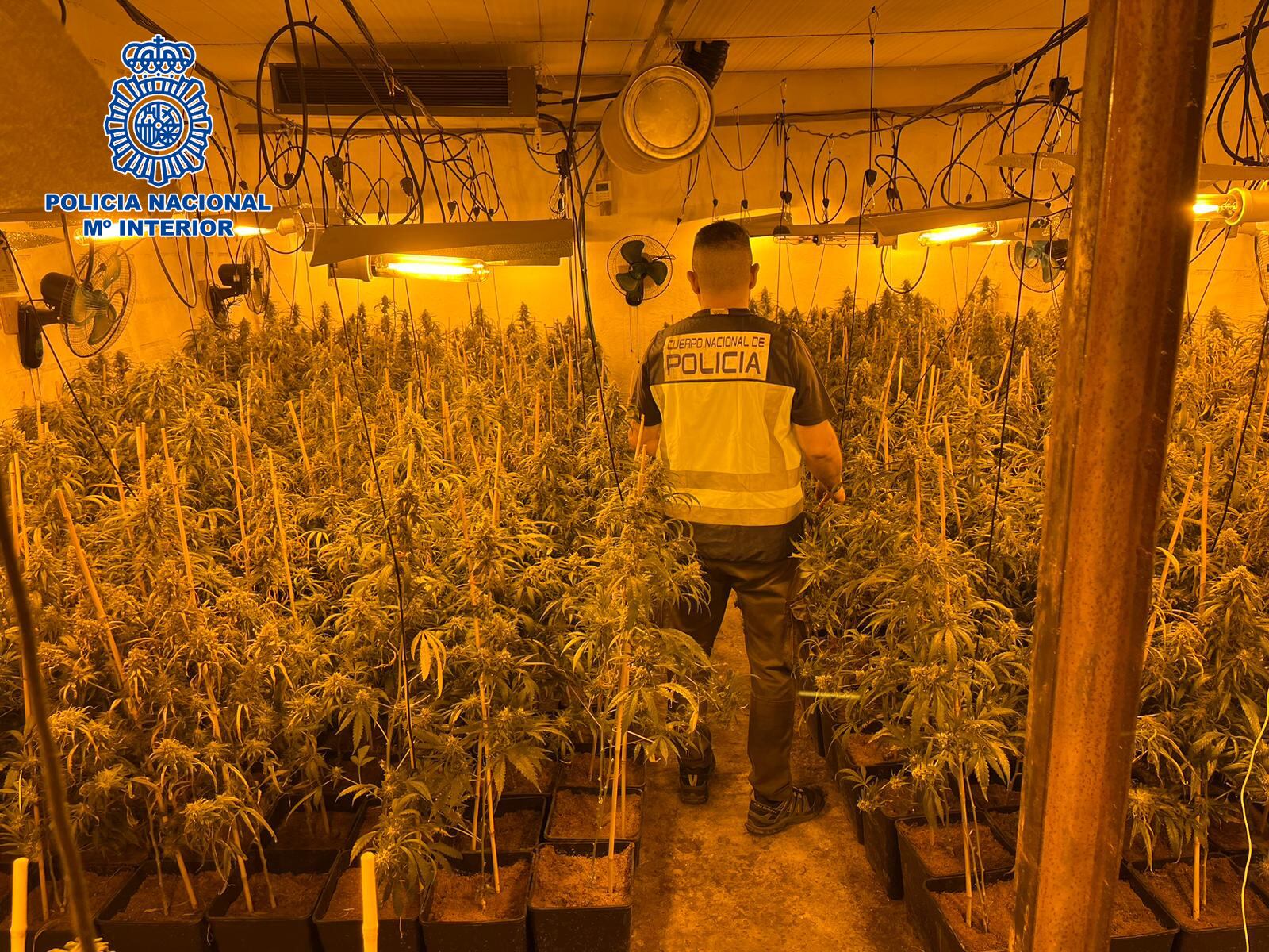 El cultivo estaba compuesto de 3.516 plantas en distintas fases de crecimiento.