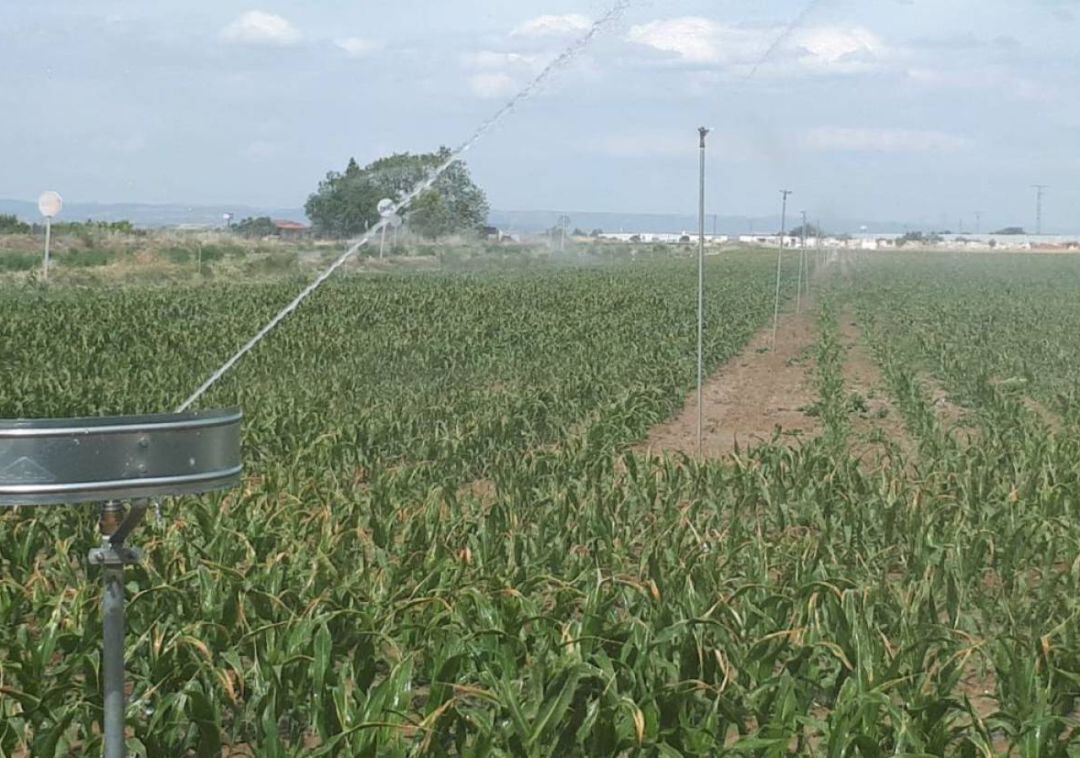 Parcelas de Funes que desde hace unos mese riega el agua del Canal de Navarra