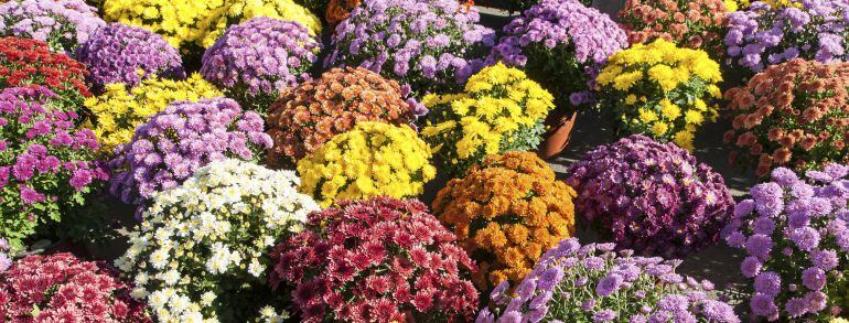 Crisantemos, flor típica para los cementerios en la comarca