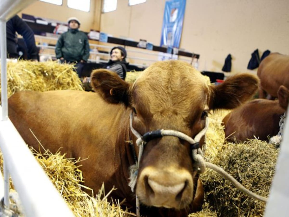 Debate sobre el dopaje en el deporte rural con animales