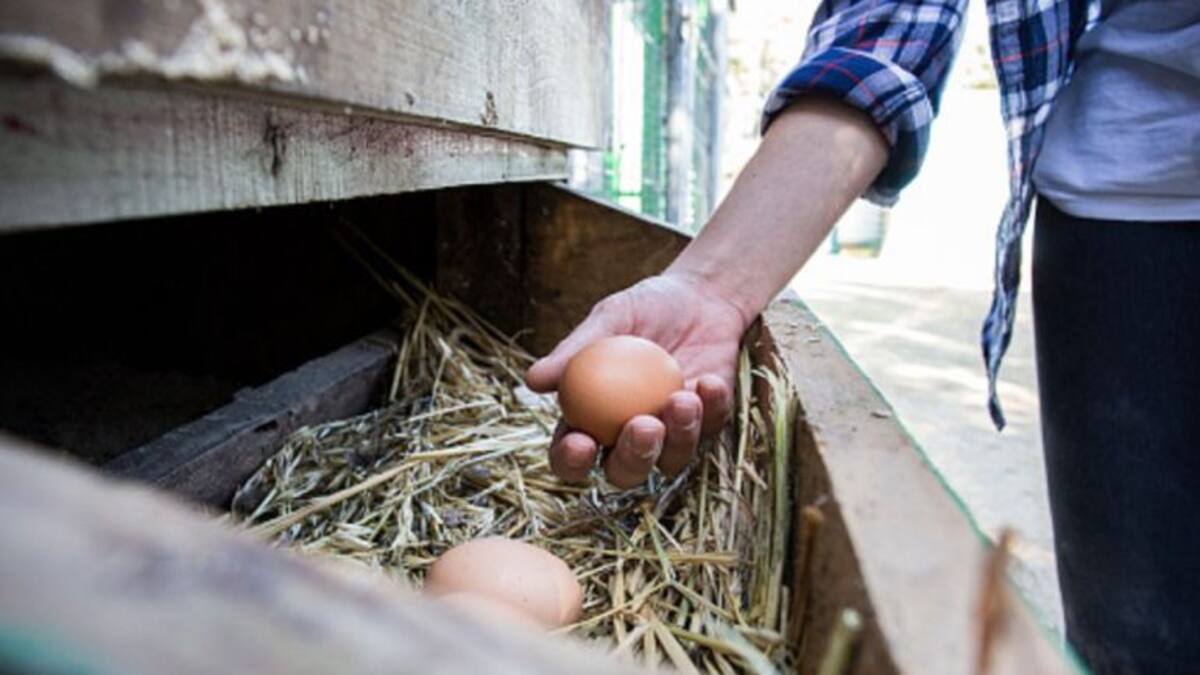 La banda ancha de Rajoy, un plan "oportunista"