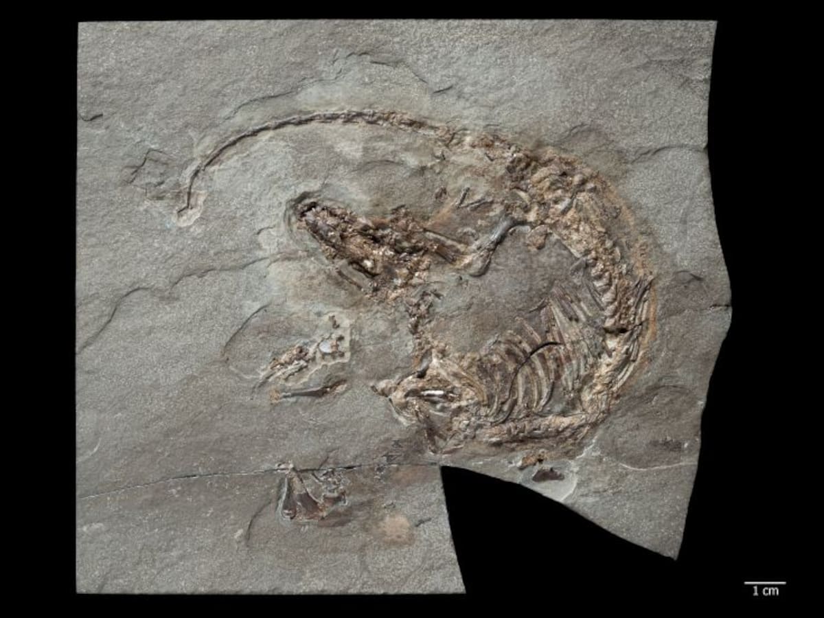 Descubierto el primer mamífero con pelo