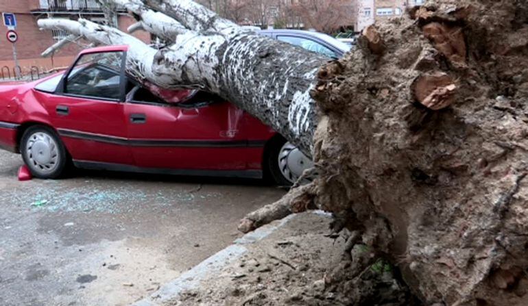 Imagen de televisión del árbol caído hoy sobre un coche aparcado en la calle Alegría de Oria, en el barrio de San Blas en Madrid, a causa de las fuertes rachas de viento de hasta 70 kilómetros por hora registradas en la ciudad