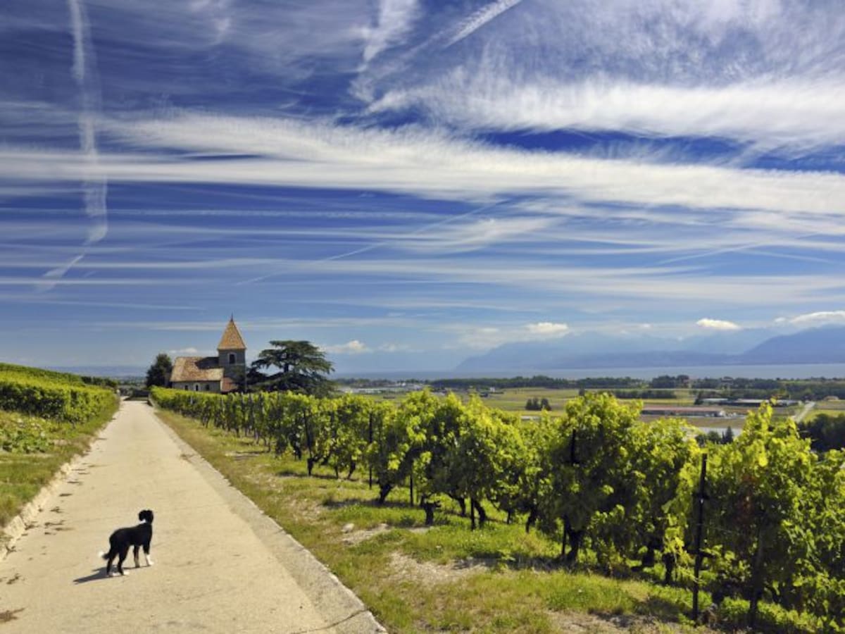 REPORTAJE | Busqueda de animales desaparecidos