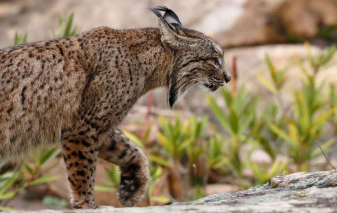 Un ejemplar de lince (Archivo).