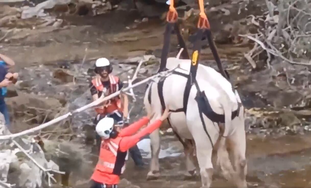 Los servicios de emergencias rescatan a un toro atrapado en Rascafría