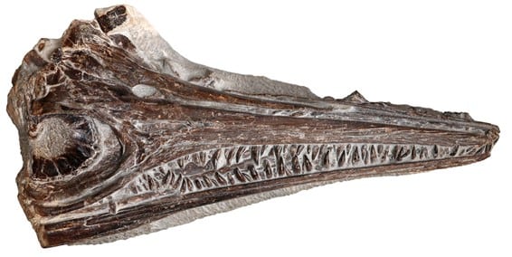 Cráneo del fósil encontrado