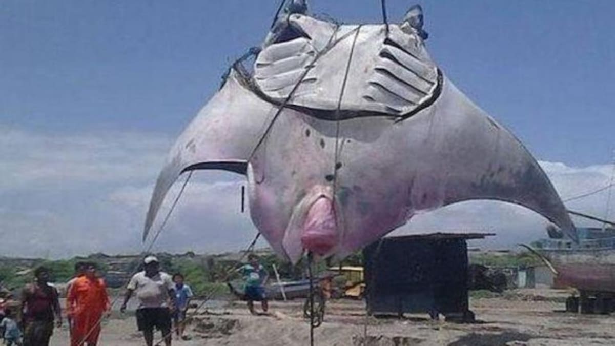 Capturan una mantarraya gigante de 1.000 kilos en Perú