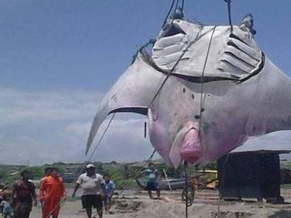 Capturan una mantarraya gigante de 1.000 kilos en Perú