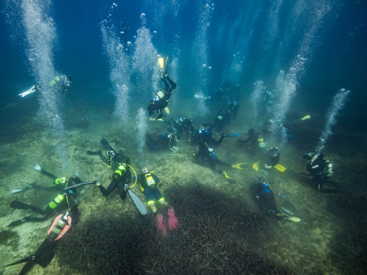 Un proyecto permitirá replantar 1.500 ejemplares de posidonia oceánica en la bahía de Talamanca