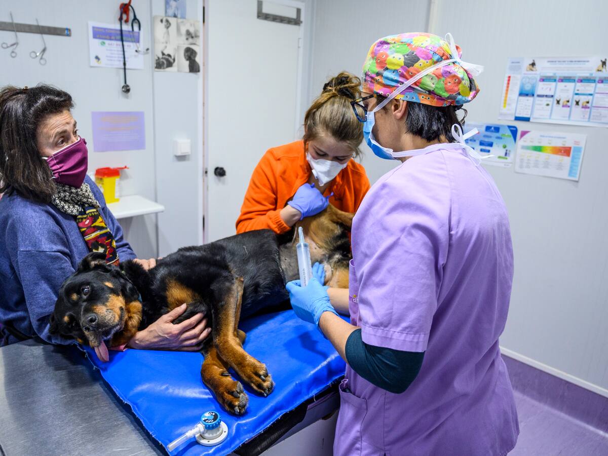 “Los perros y gatos son especialistas en esconder el cáncer hasta que está muy avanzado”, desvela una veterinaria oncológica