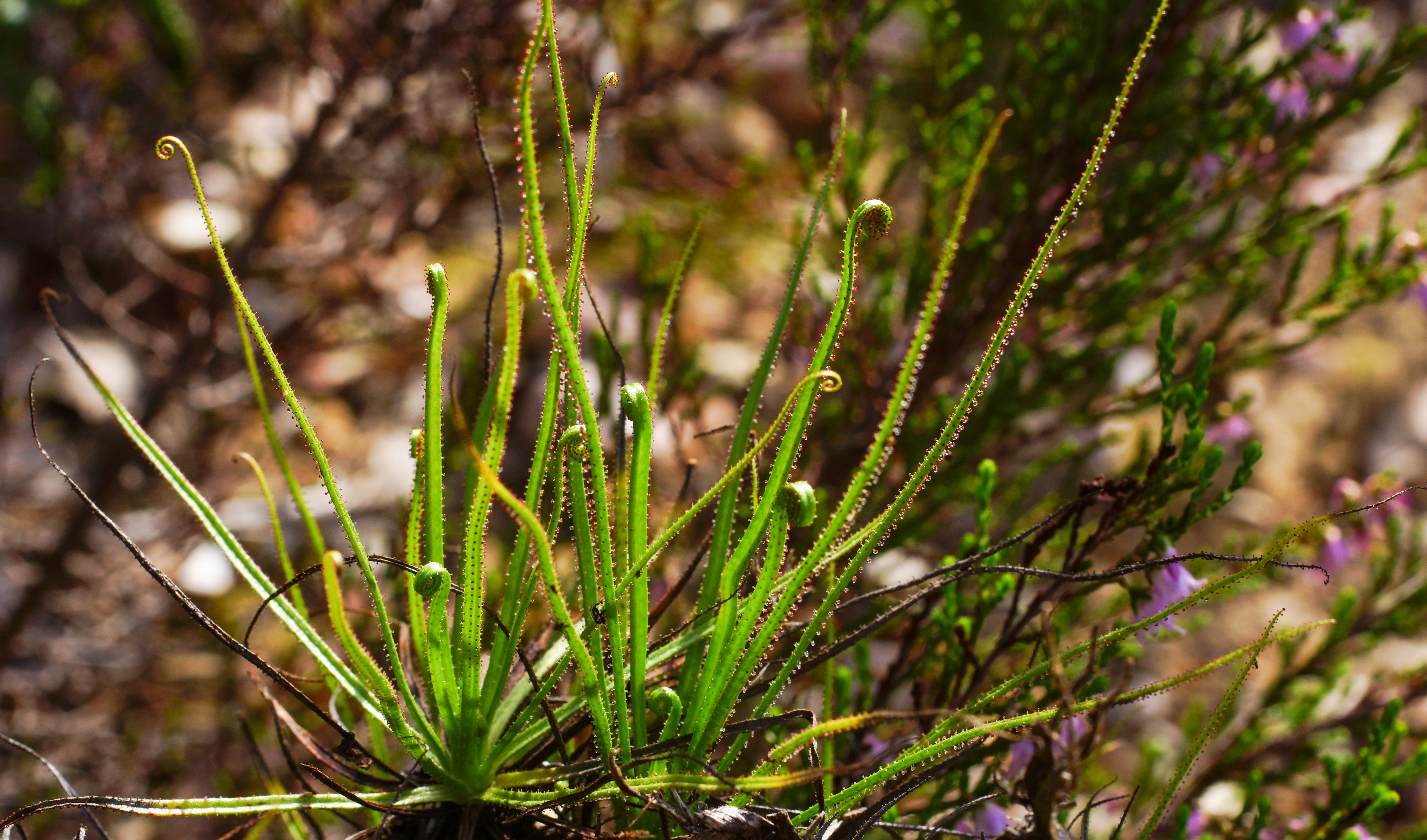 Drosophyllum lusitanicum