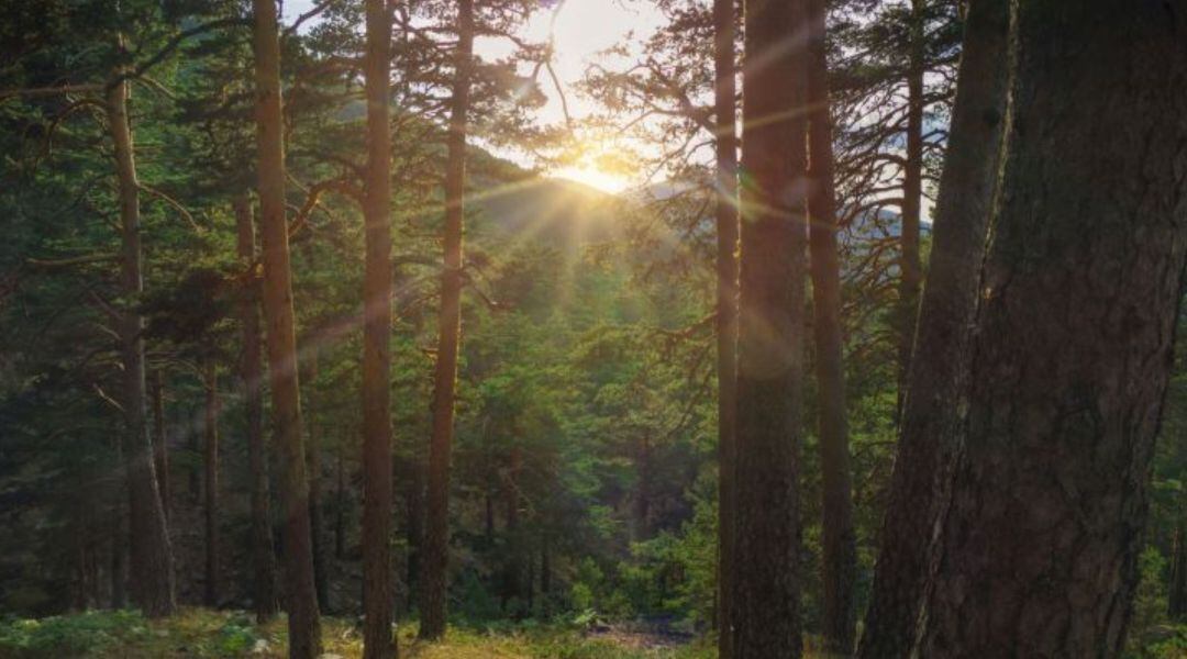 Pinar en la Sierra de Guadarrama