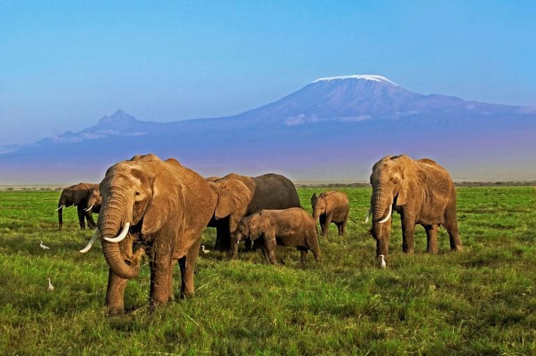 Cada 45 minutos, se mata un elefante en Africa, según un informe del WWF. 