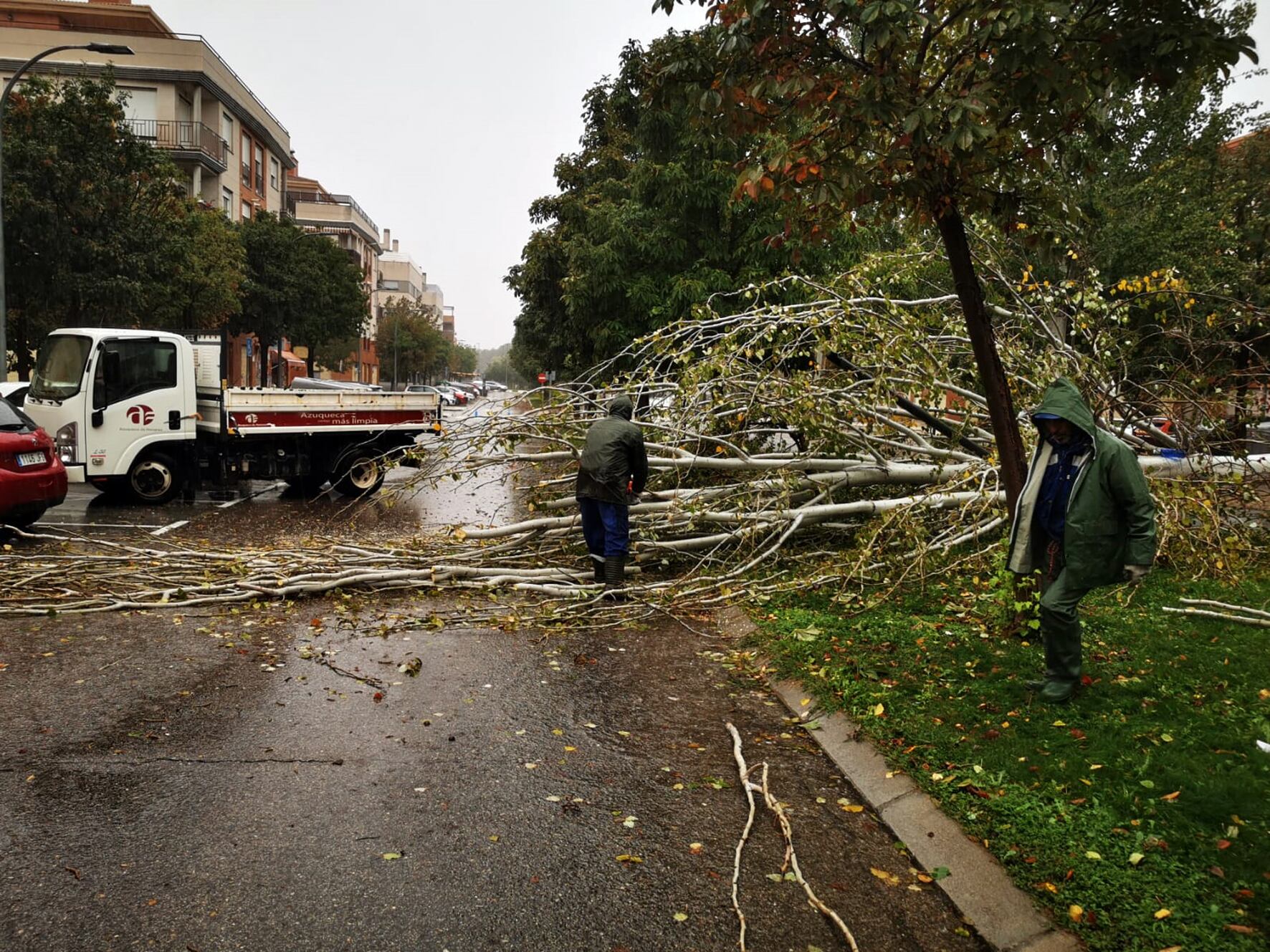 Árbol caído en una calle de Azuqueca de Henares